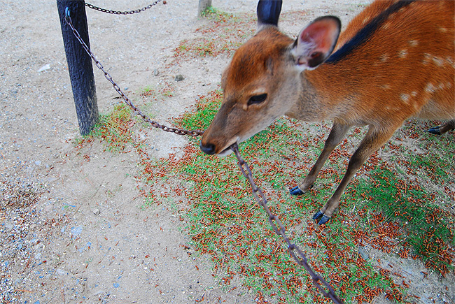 nara deer shika eating chain